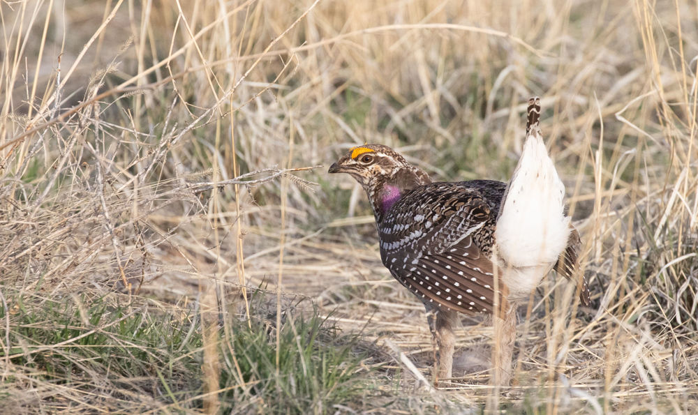 Sharp-tailed Grouse © Erik Bruhnke